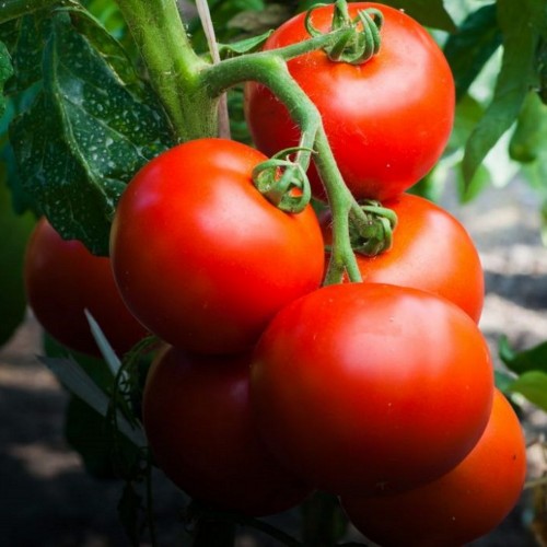 Solanum lycopersicum 'Ikarus' - Harilik tomat 'Ikarus'